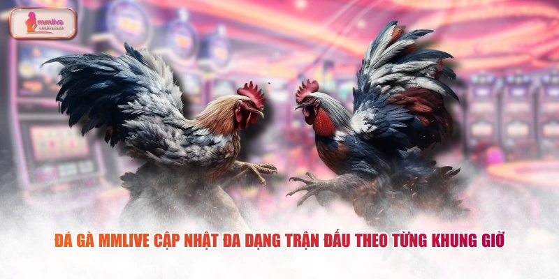 Đá gà MMLIVE cập nhật đa dạng trận đấu theo từng khung giờ 