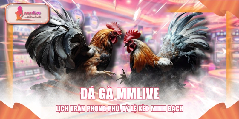 Đá Gà MMlive - Lịch Trận Phong Phú, Tỷ Lệ Kèo Minh Bạch
