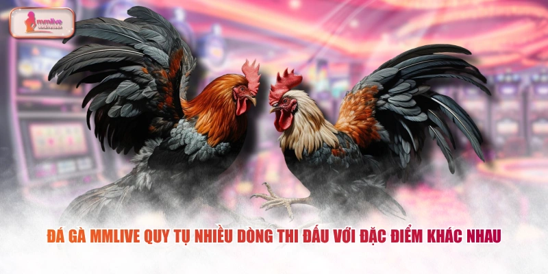Đá gà MMLIVE quy tụ nhiều dòng thi đấu với đặc điểm khác nhau 